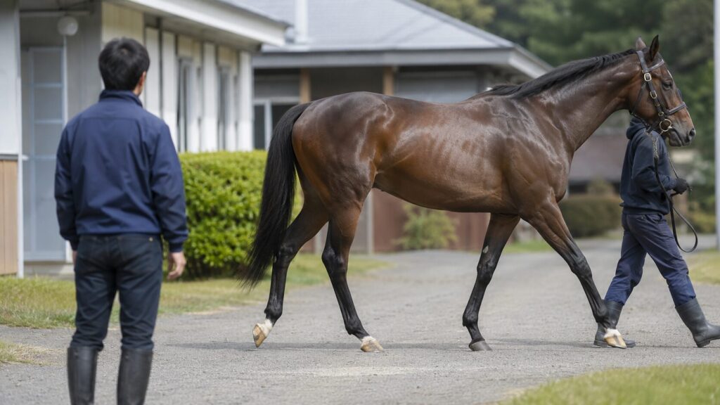 日本ダービー2026の外厩調整やレースへ向けた準備過程を表す競馬のイメージ画像